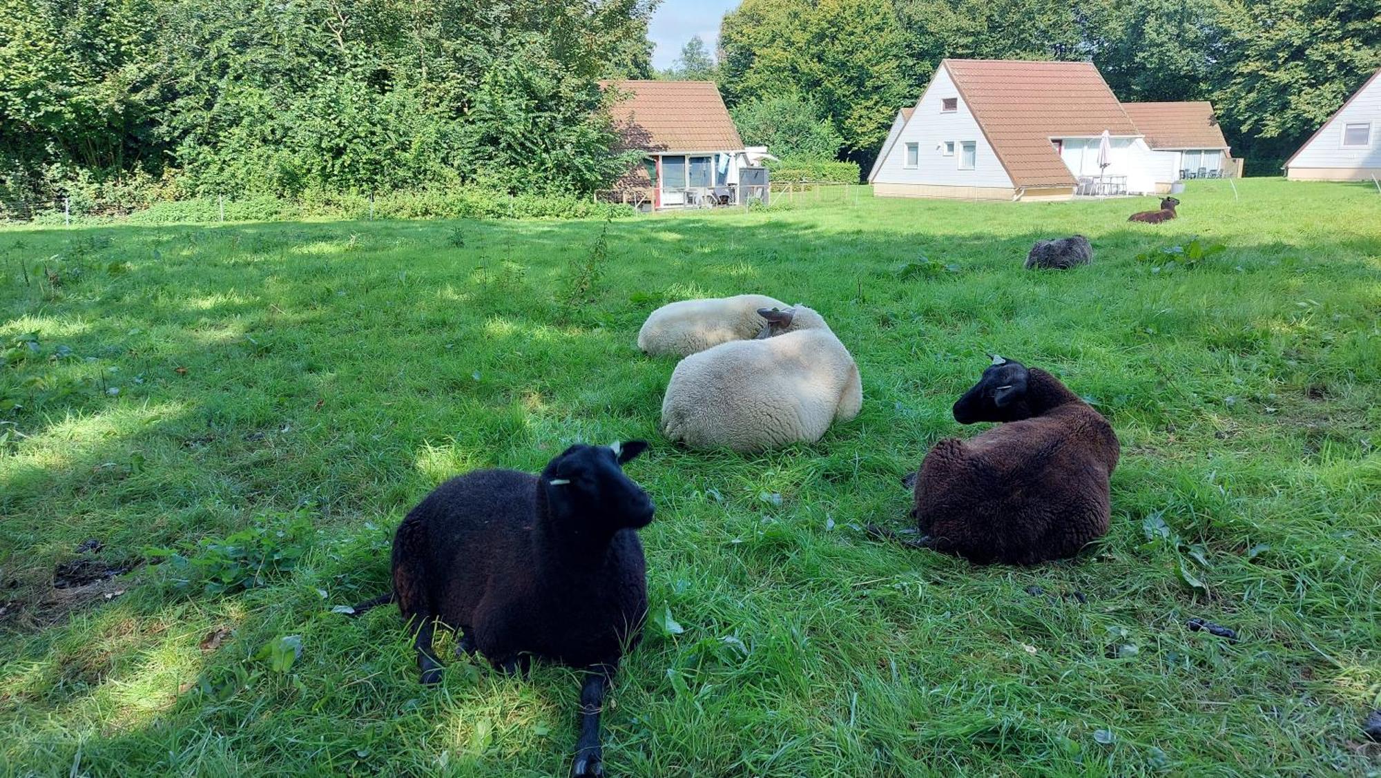 Toermalijn Сasa de vacaciones Simpelveld