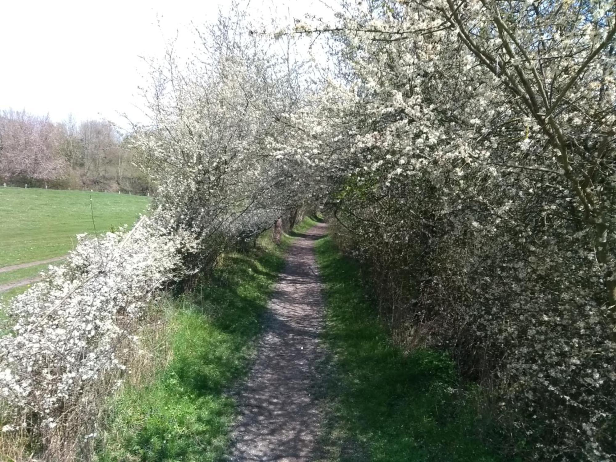 Toermalijn * Simpelveld